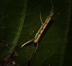 Cyphosticha pyrochroma