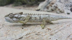 Bradypodion ventrale
