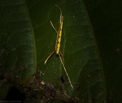 Cyphosticha pyrochroma