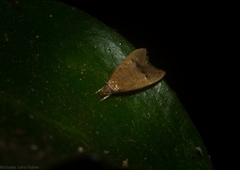 Pholeutis holoxytha