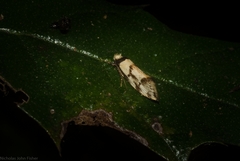 Coesyra hemiphragma
