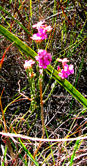 Acmadenia laxa