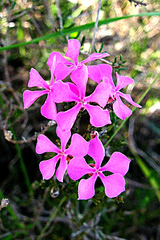 Acmadenia laxa