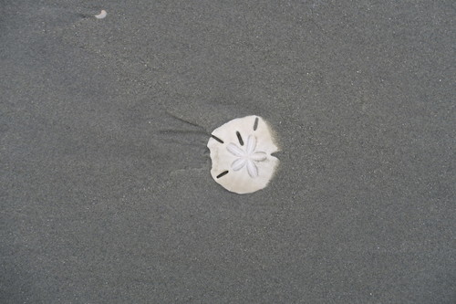 Mellita isometra
