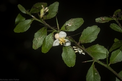 Citrus australasica