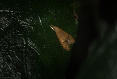 Pholeutis holoxytha