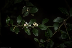 Citrus australasica
