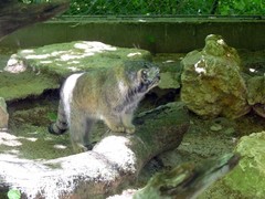 Otocolobus manul