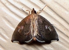 Perispasta caeculalis