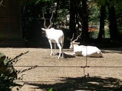 Addax