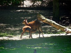 Tragelaphus spekii gratus