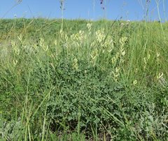 Astragalus pallescens