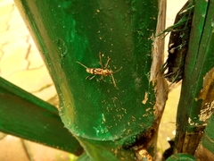 Chlorophorus annularis