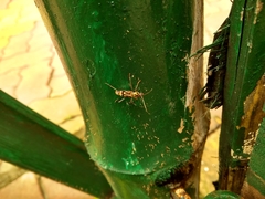 Chlorophorus annularis