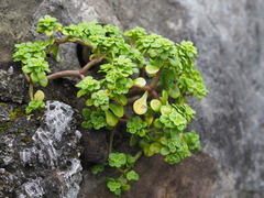 Sedum formosanum