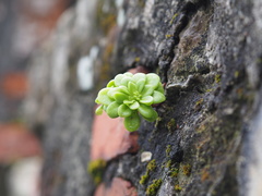 Sedum formosanum