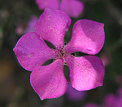 Acmadenia