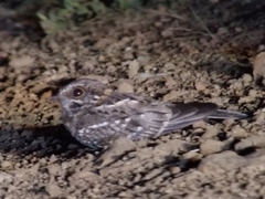 Hydropsalis cayennensis