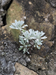 Crossostephium chinense