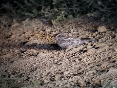 Hydropsalis cayennensis