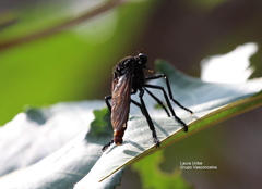 Archilestris magnificus