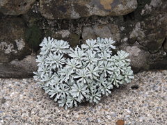 Crossostephium chinense