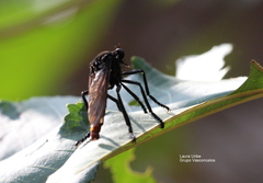 Archilestris magnificus