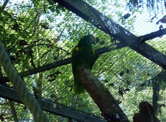 Amazona barbadensis