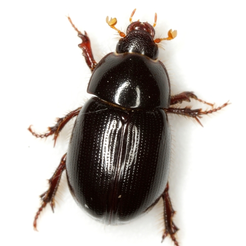 Illiger's Scavenger Scarab