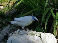 Leucopsar rothschildi