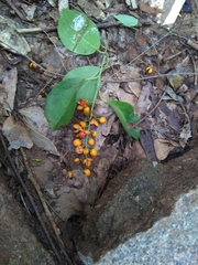 Celastrus paniculatus