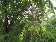 Celastrus paniculatus