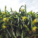 Night-blooming Cereus - Photo (c) 葉子, some rights reserved (CC BY-NC), uploaded by 葉子