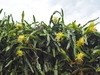 Night-blooming Cereus - Photo no rights reserved, uploaded by 葉子