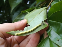 Apaturinae