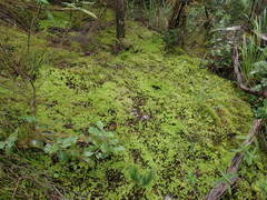 Pulchrinodus inflatus