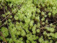 Pulchrinodus inflatus