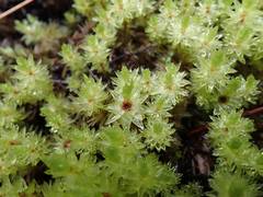 Pulchrinodus inflatus