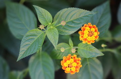 Lantana camara