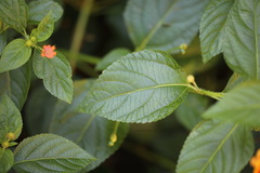 Lantana camara