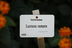 Lantana camara