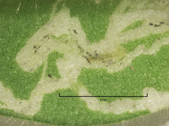 Liriomyza chenopodii