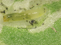 Liriomyza chenopodii