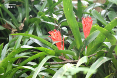 Bromeliaceae