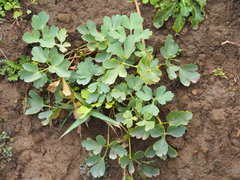 Peucedanum japonicum