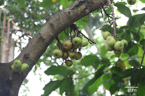 Tibig (Ficus nota)