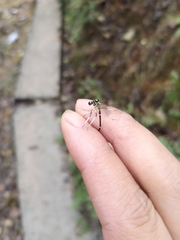 Pseudocopera
