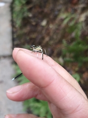 Pseudocopera