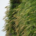 Arundo formosana - Photo (c) 葉子, algunos derechos reservados (CC BY-NC-ND)