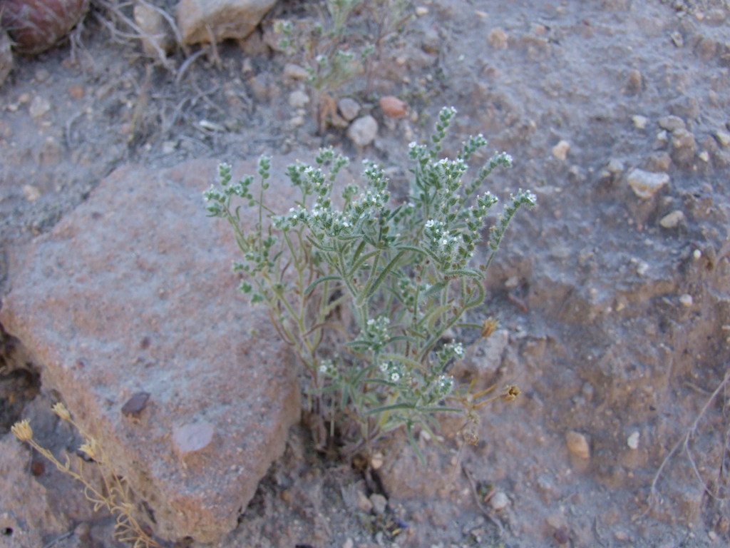 Johnstonella parviflora